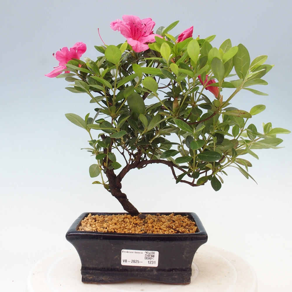 Bonsai im Freien - Japanische Azalee - Azalea sp.