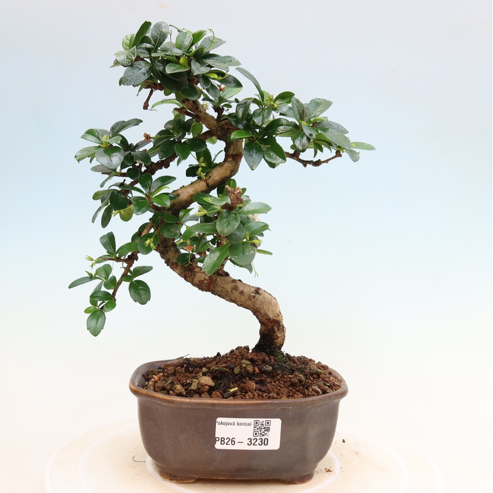Zimmer-Bonsai - Carmona macrophylla - Tee-Fuki