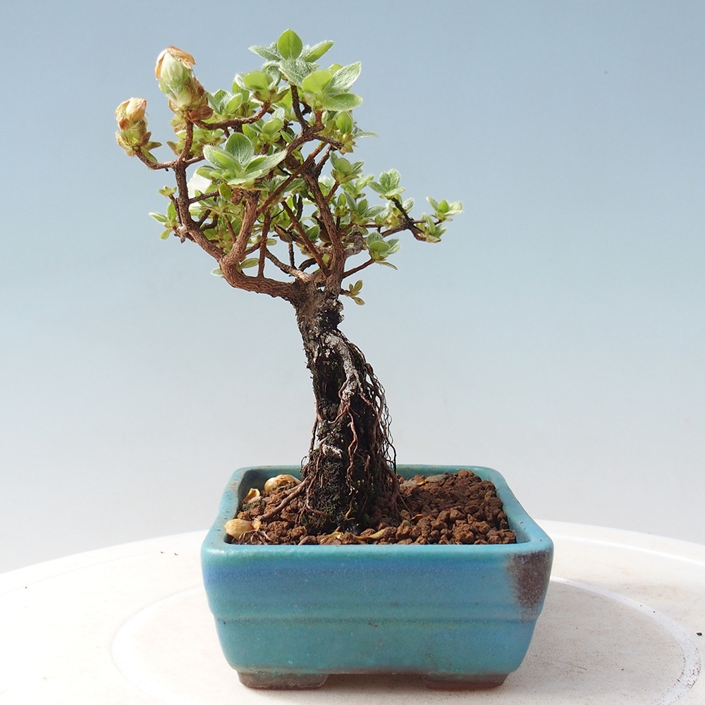 Outdoor-Bonsai - Rododendron indicum - Japanische Azalee