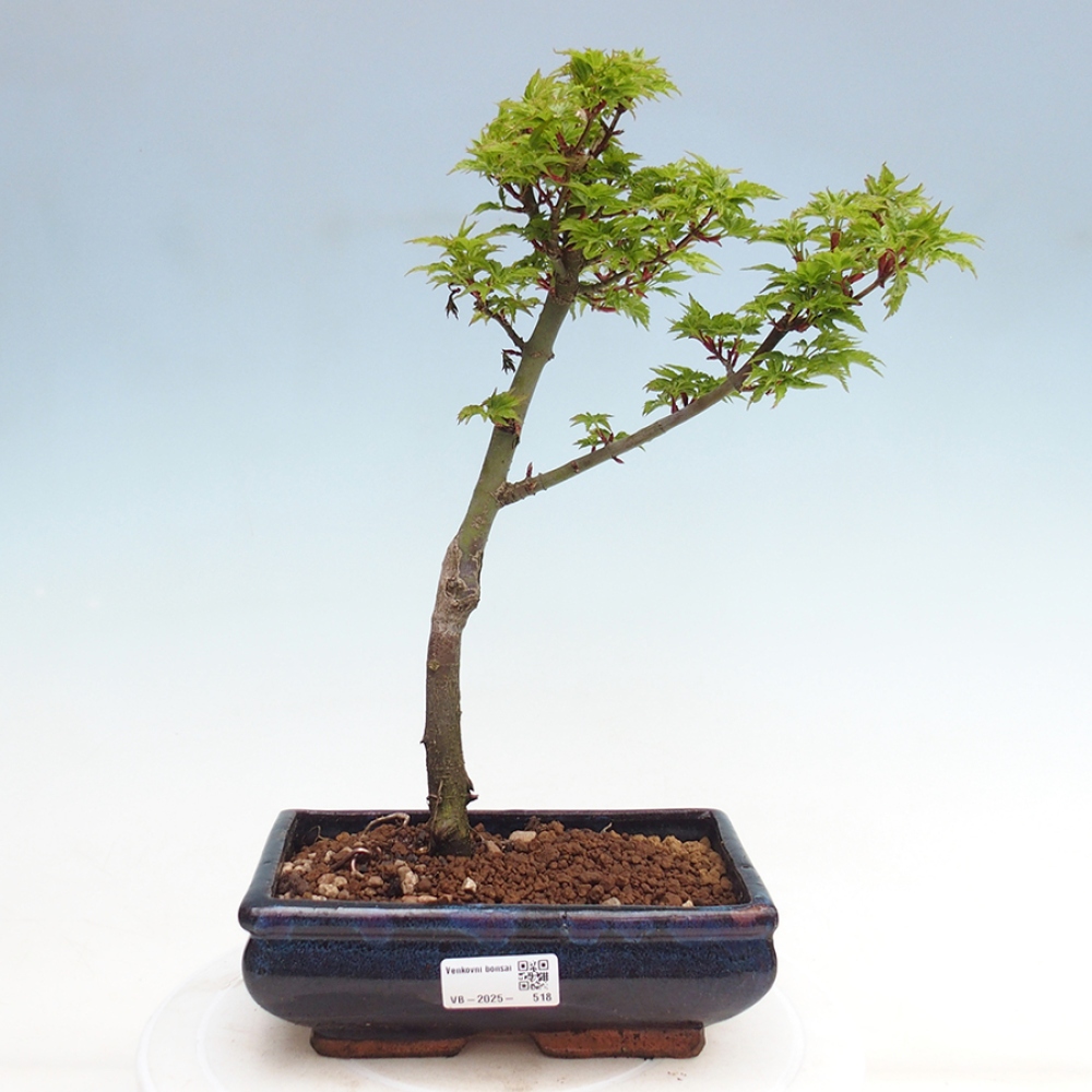 Bonsai im Freien - Acer palmatum Shishigashira-Ahorn