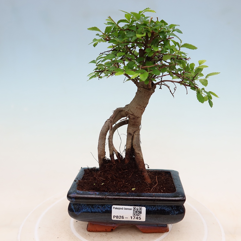 Zimmerbonsai - Ulmus parvifolia - Kleinblättrige Ulme