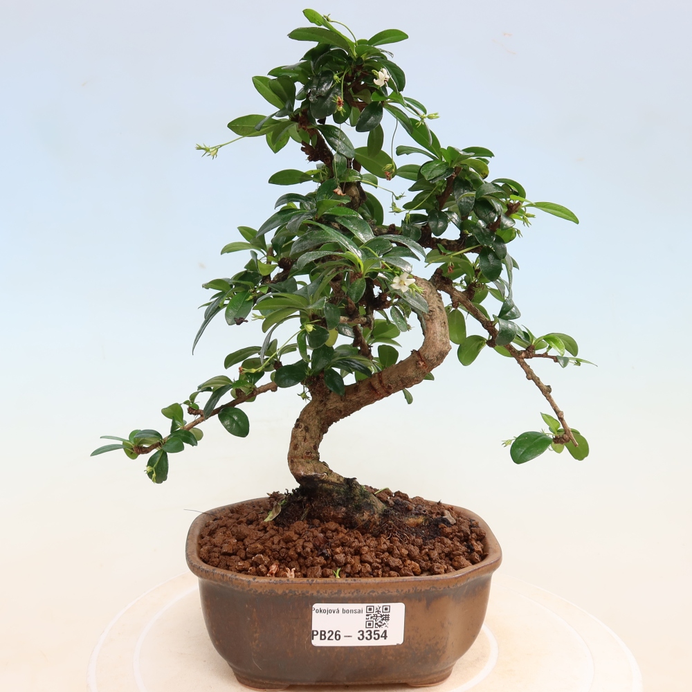 Zimmer-Bonsai - Carmona macrophylla - Tee-Fuki
