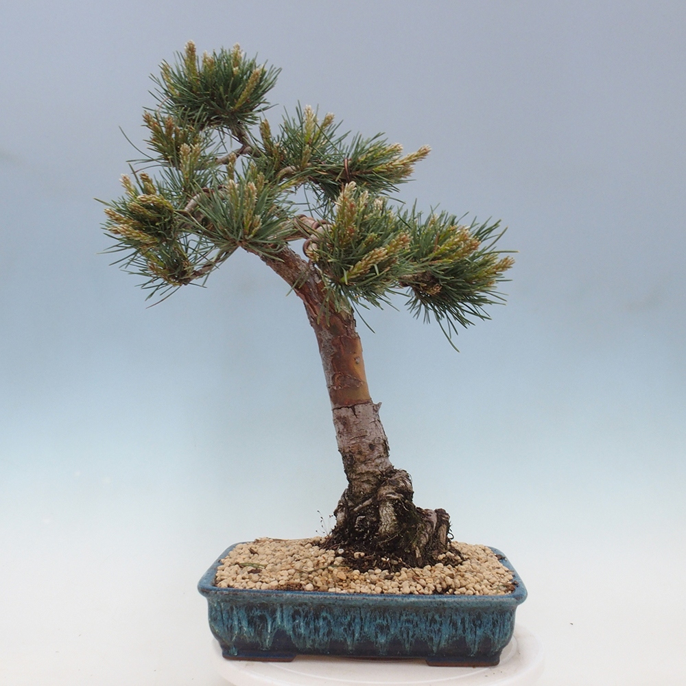 Bonsai im Freien - Pinus Sylvestris - Waldkiefer
