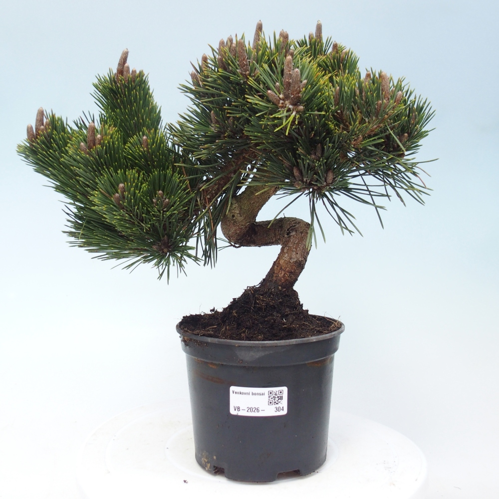 Bonsai für draußen - Pinus thunbergii senjyumaru - Thunberg-Kiefer