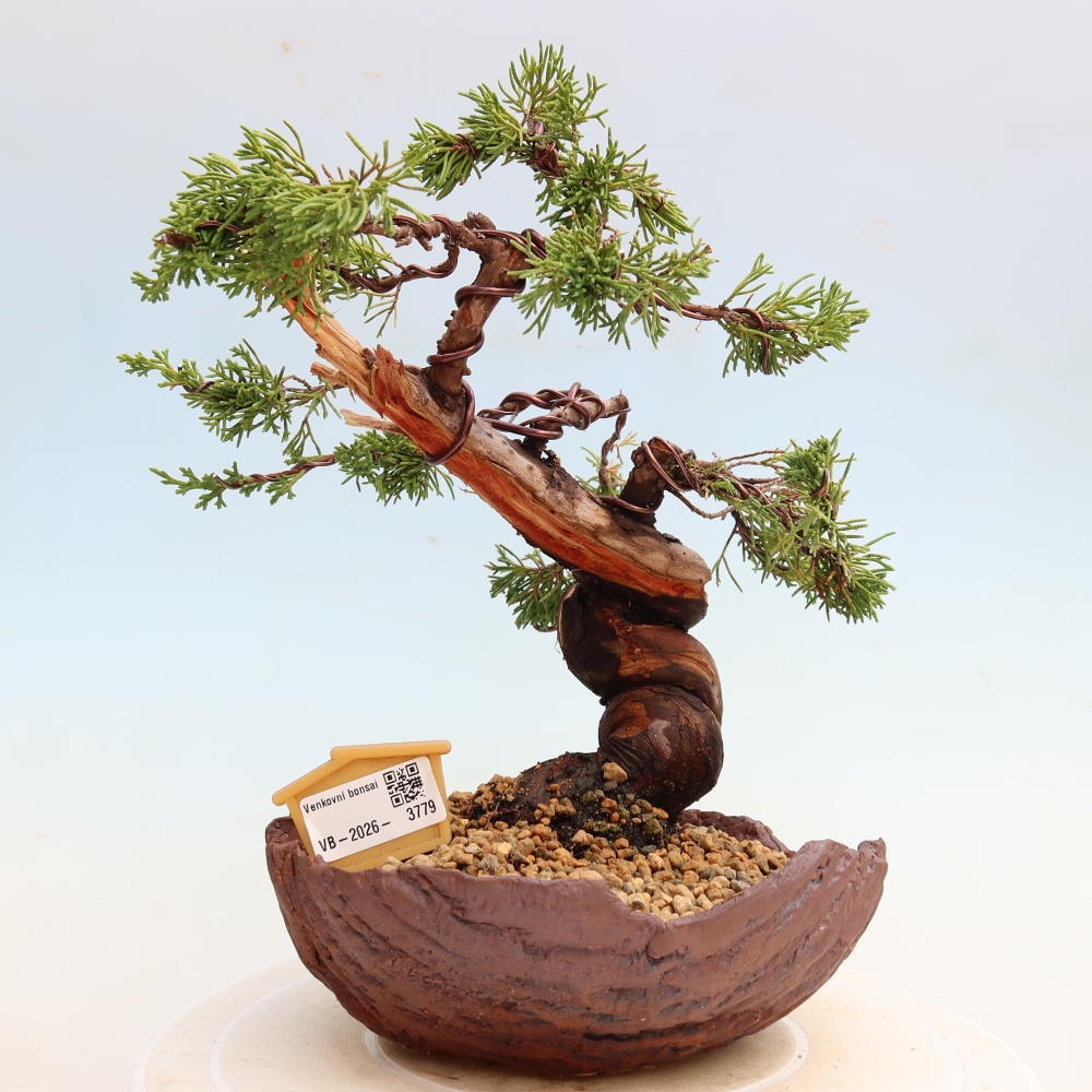 Bonsai für draußen - Juniperus chinensis Itoigawa-Juniperus chinensis