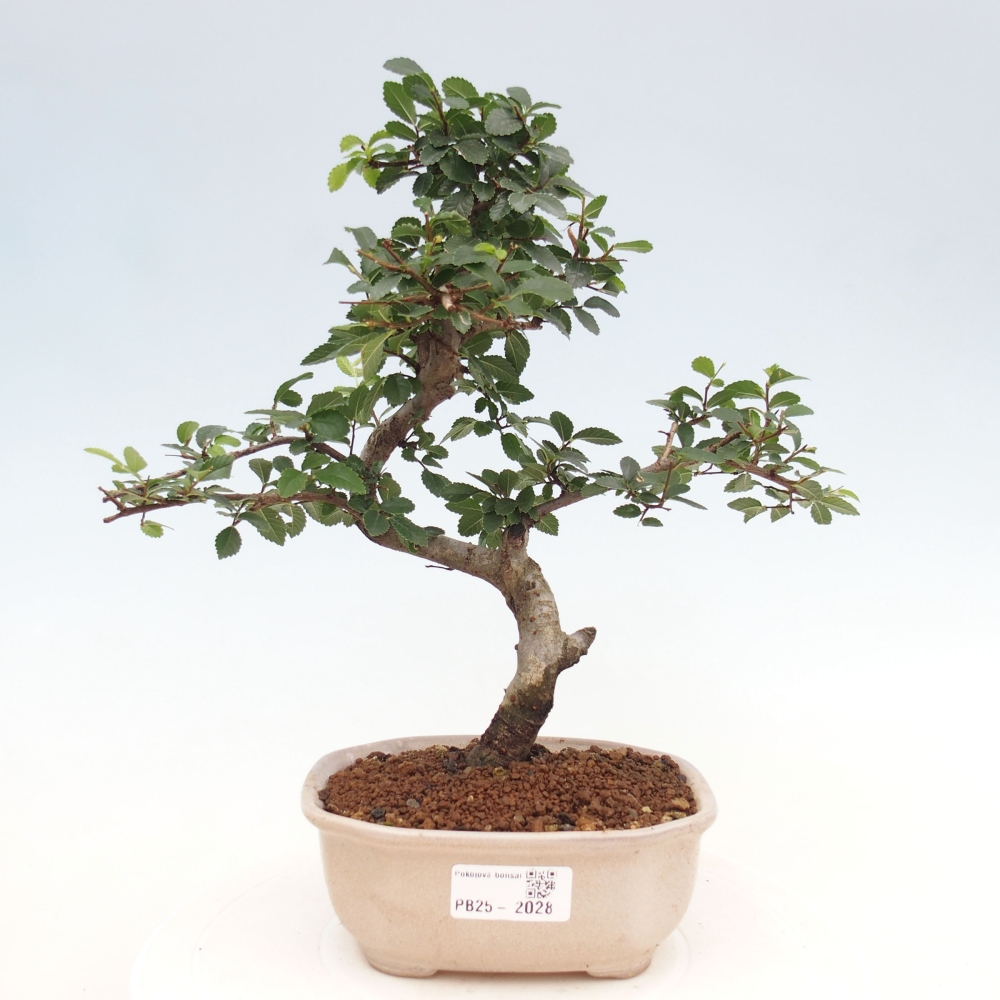 Zimmer Malolistý Ulme Bonsai