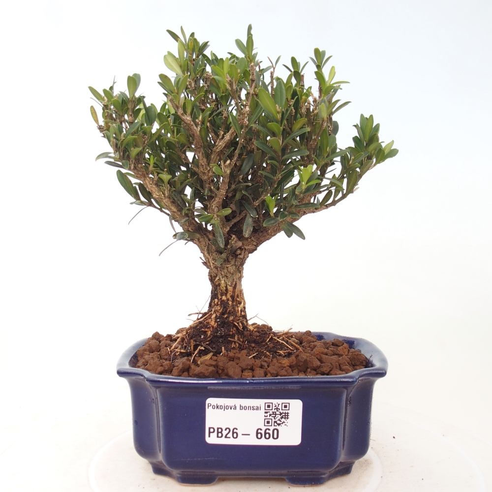 Zimmer Bonsai - Buxus harlandii - Korkbuxus