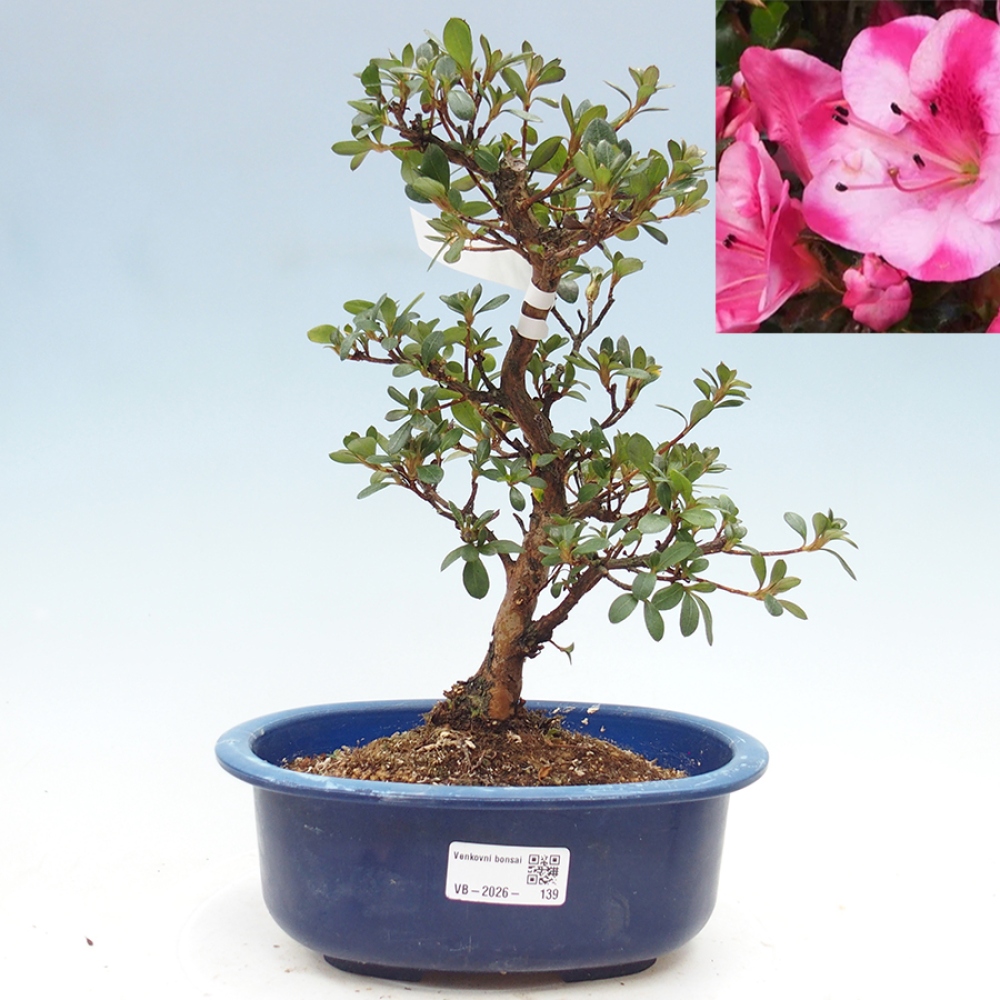 Bonsai für draußen - Japanische Azalee - Azalea Kobai