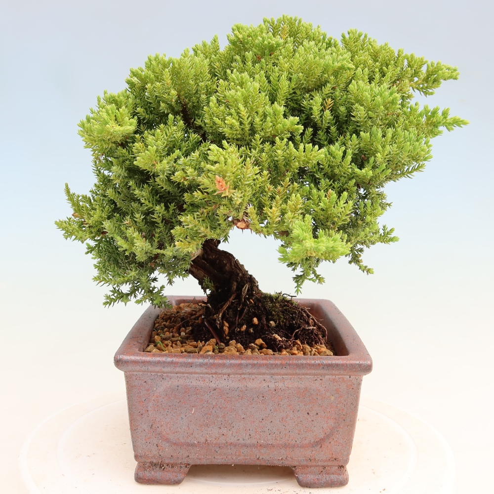 Bonsai für draußen - Juniperus procumbens - Juniperus procumbens