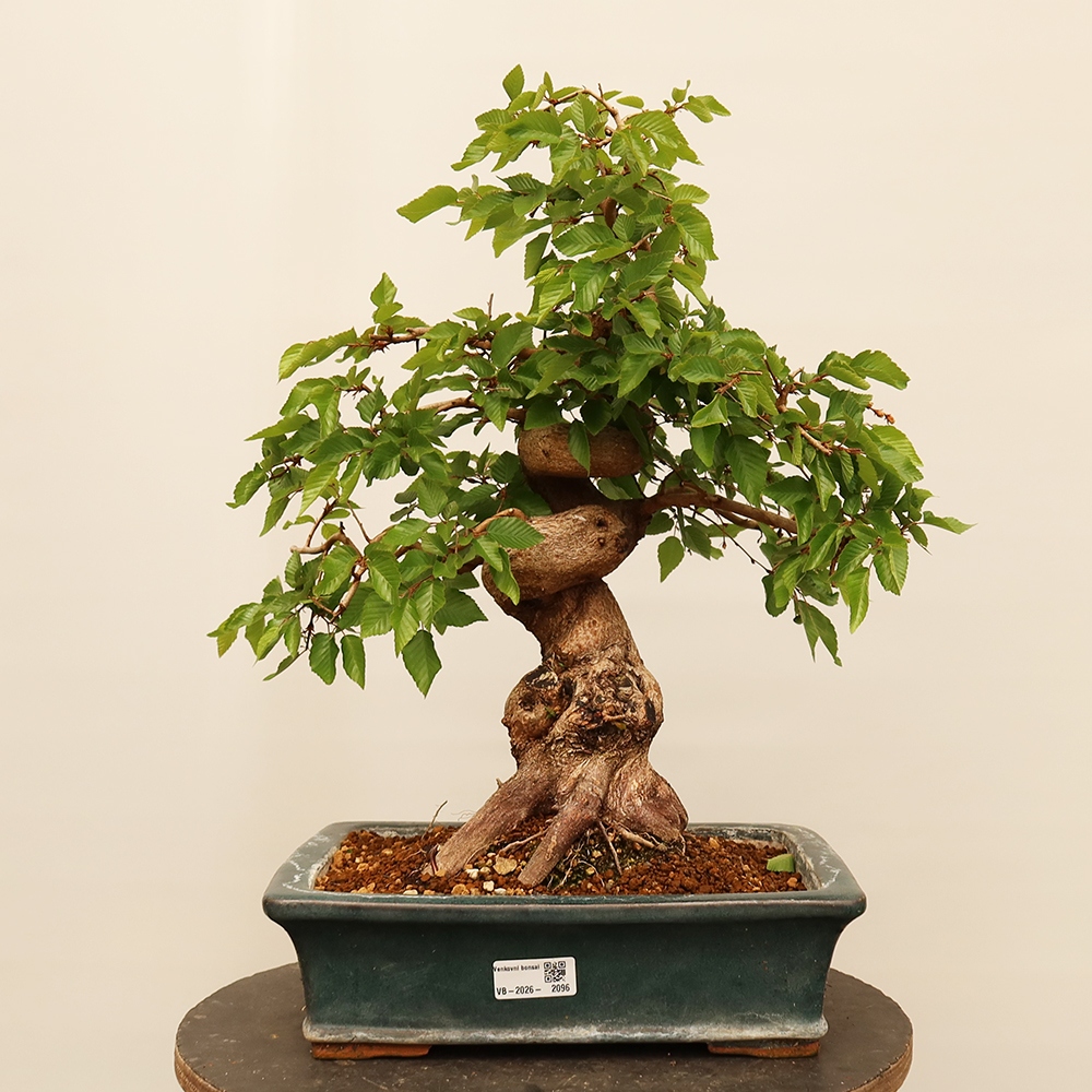 Bonsai im Freien - Carpinus Coreana - Koreanische Hainbuche