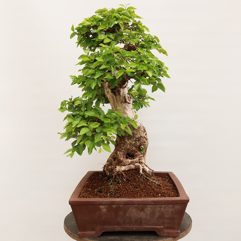 Bonsai im Freien - Carpinus Coreana - Koreanische Hainbuche