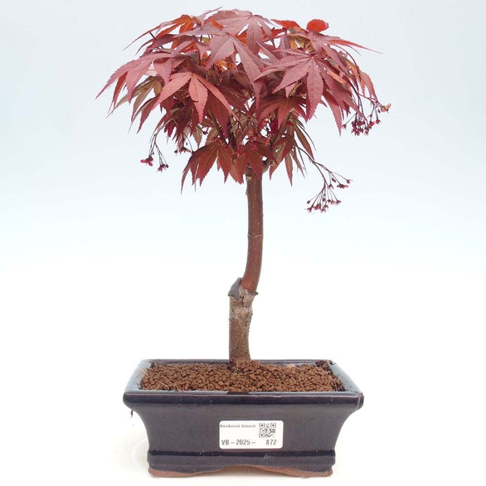 Bonsai im Freien - Acer-Palme. Atropurpureum-Palmenblatt-Ahorn