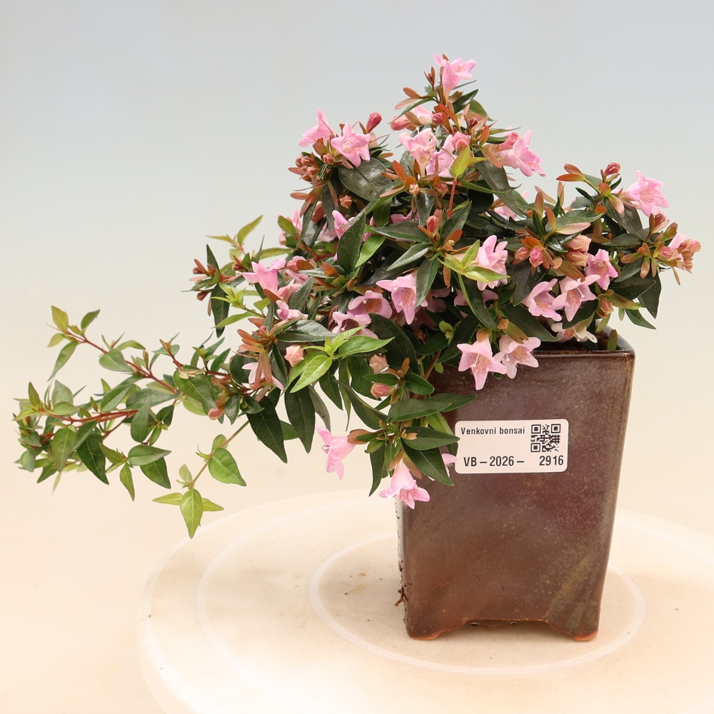 Bonsai für den Außenbereich – Abelia Edward Goucher – Großblumige Abelia
