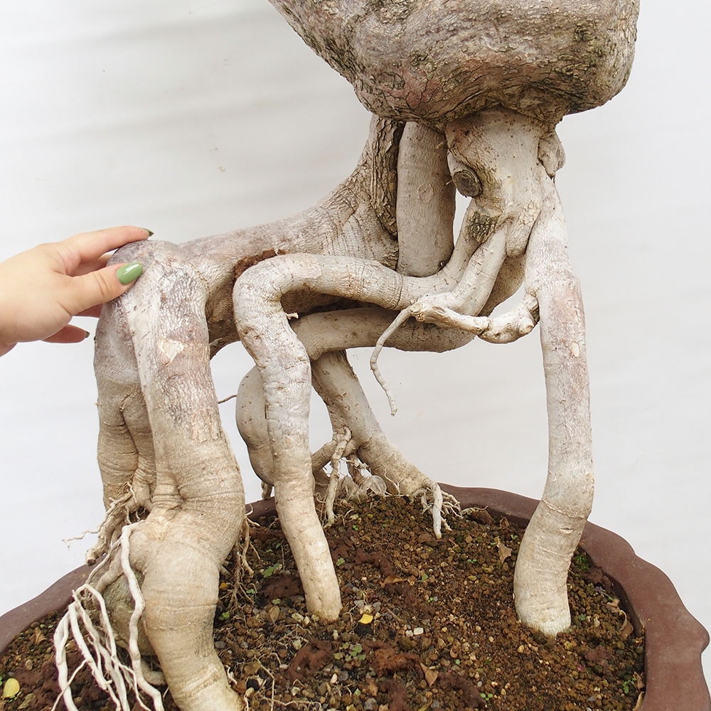 Zimmerbonsai - Bouganwilea