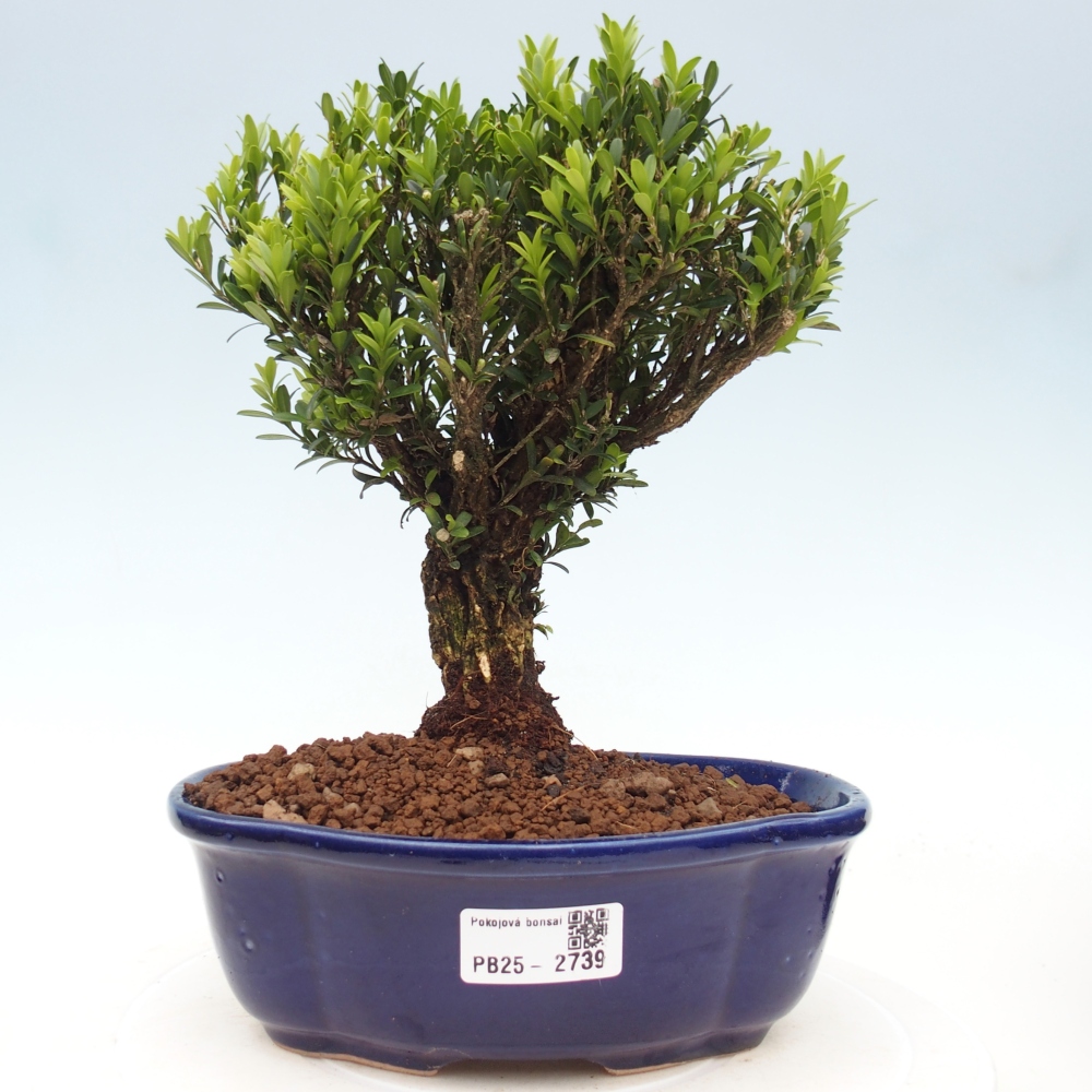 Innenbonsai - Buxus harlandii - Korkbuchsbaum