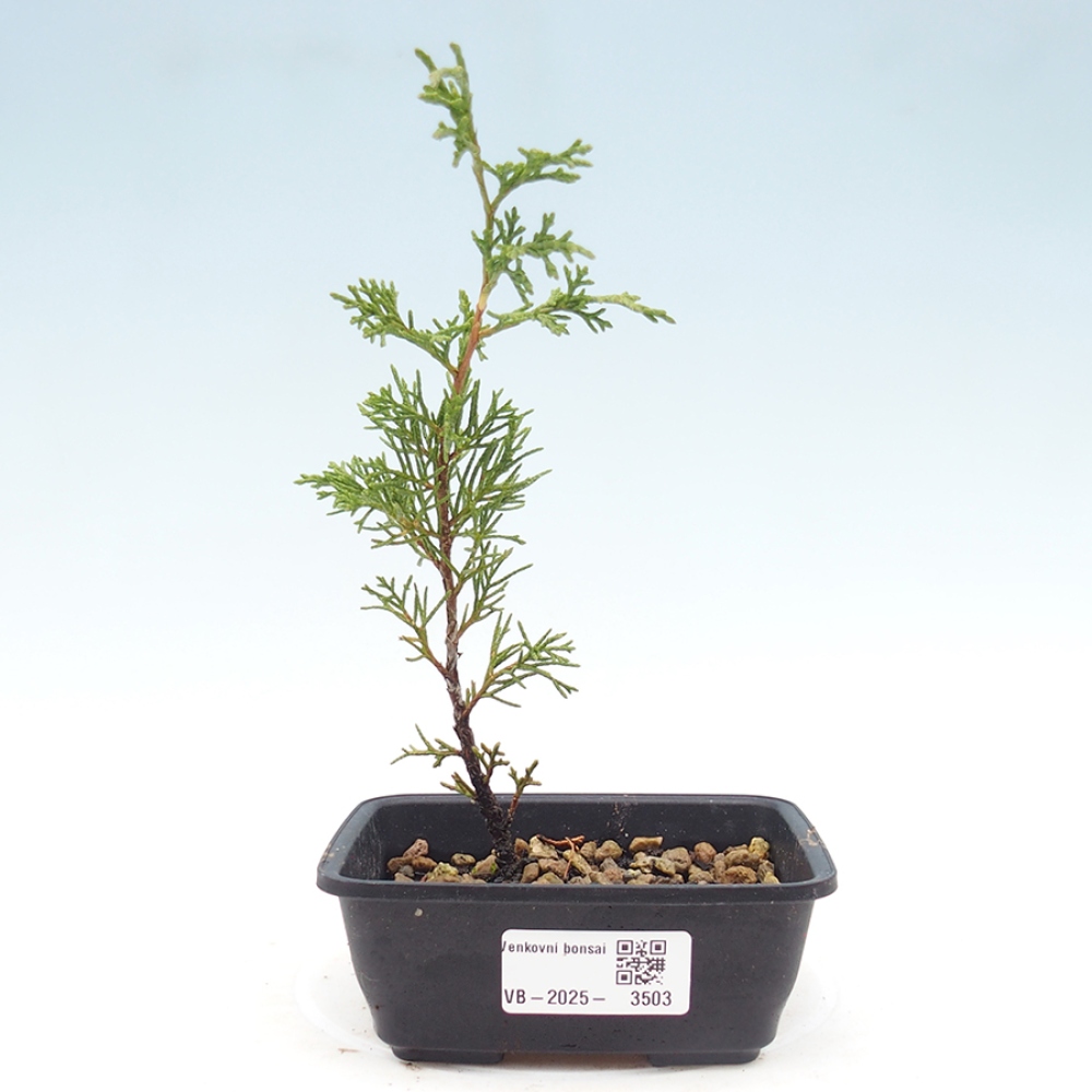 Bonsai für draußen - Juniperus chinensis Itoigawa