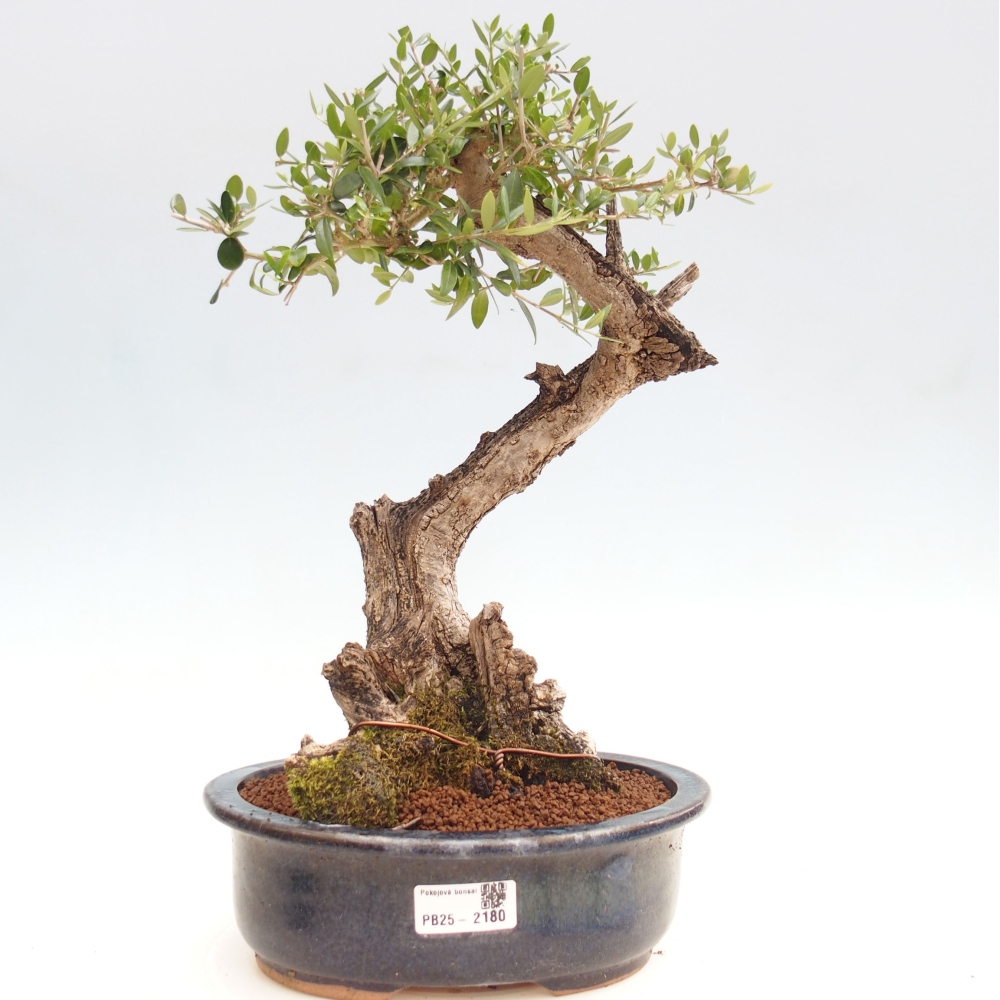 Indoor-Bonsai - Olea europaea sylvestris - Europäisches kleinblättriges Olivenöl