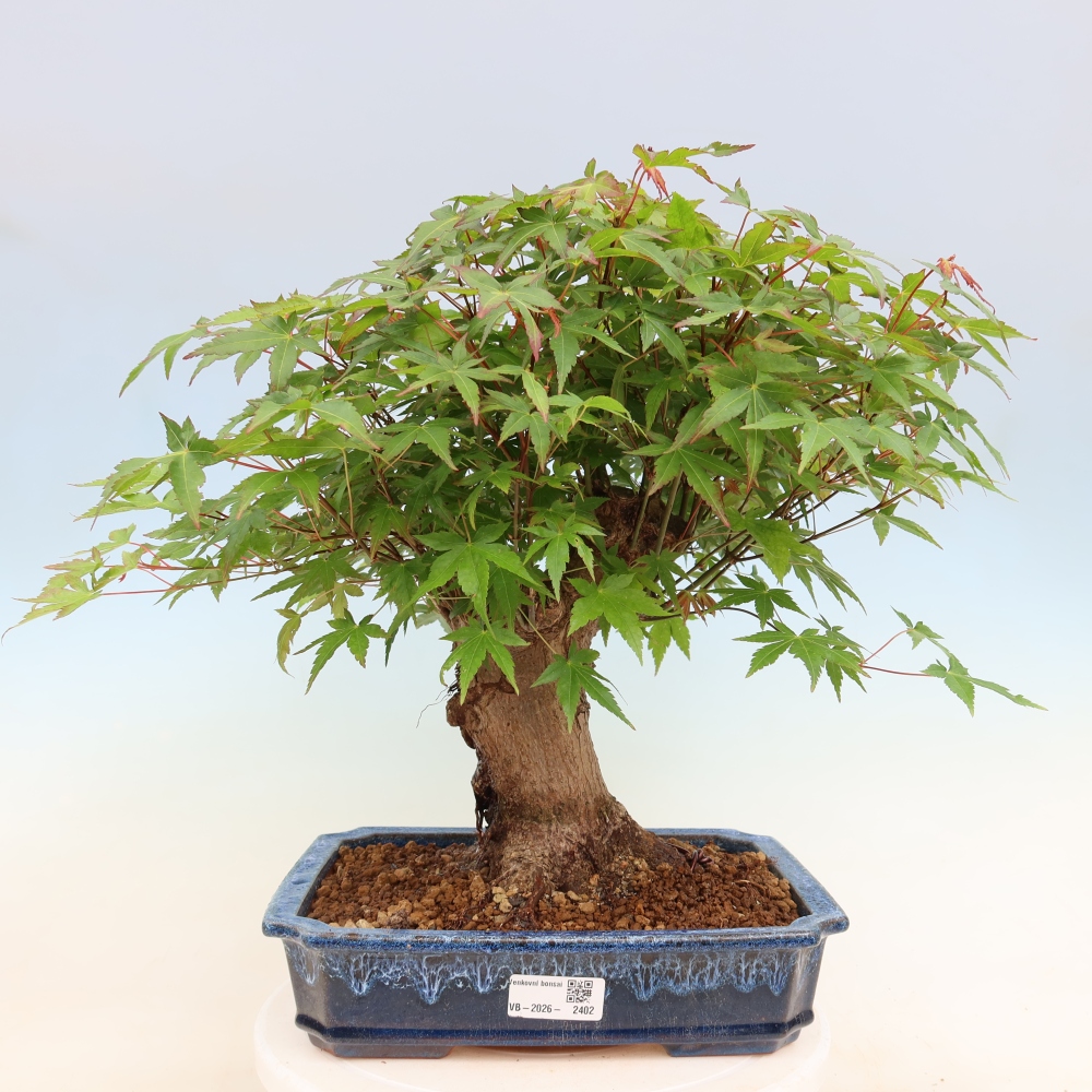 Bonsai für draußen - Ahorn Burger - Acer Burgerianum