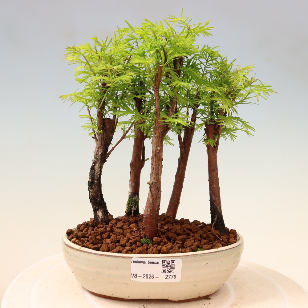 Bonsai für den Außenbereich – Metasequoia glyptostroboides – Chinesische Metasequoia – Wäldchen
