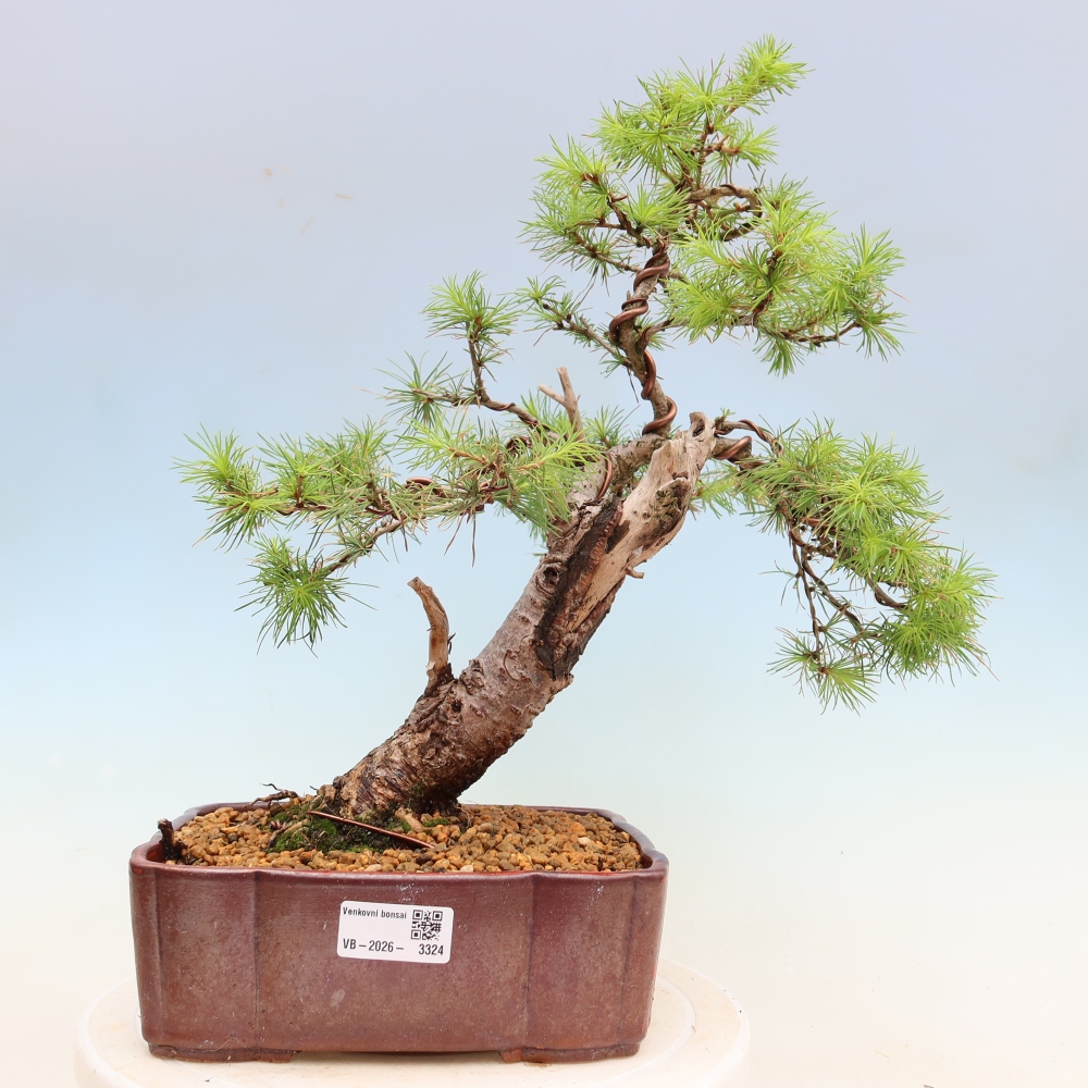 Bonsai für draußen -Larix decidua - Lärche