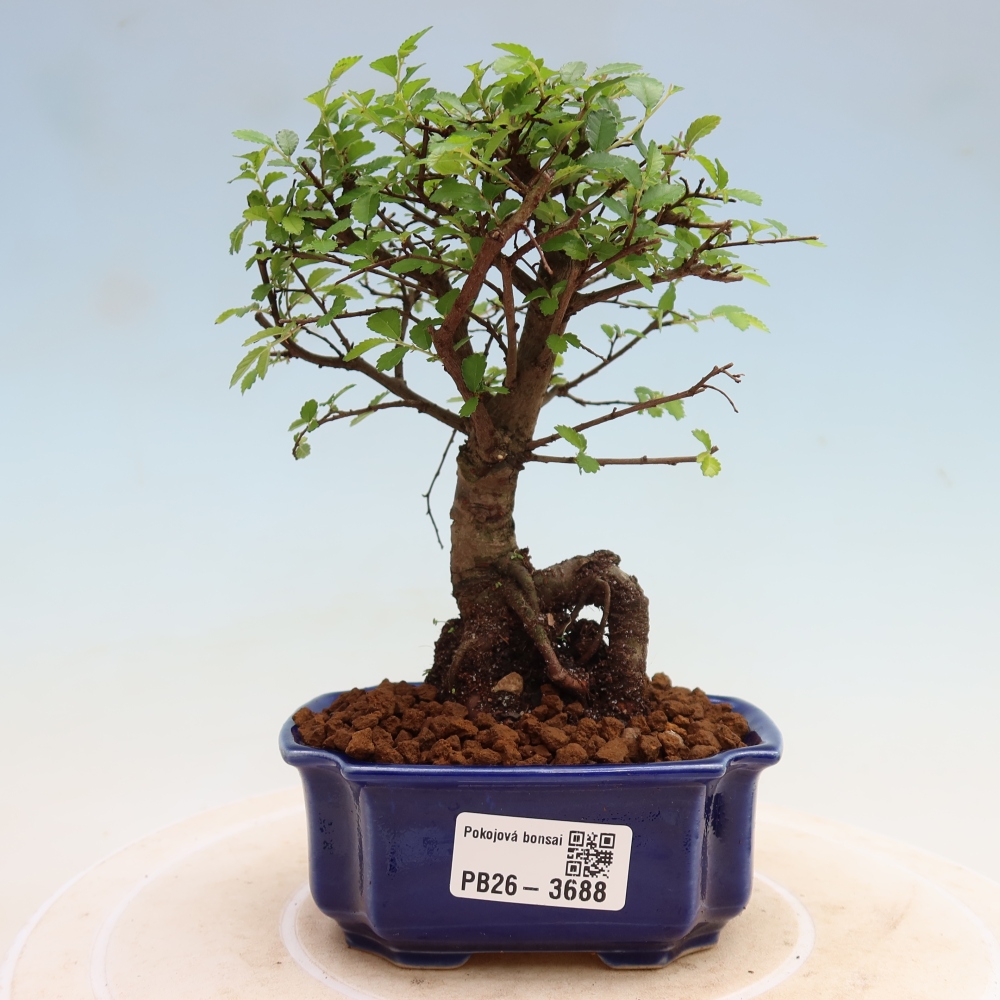 Zimmerbonsai - Ulmus parvifolia - Kleinblättrige Ulme