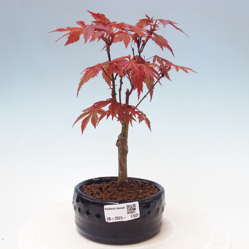 Bonsai im Freien - Acer-Palme. Atropurpureum-Palmenblatt-Ahorn