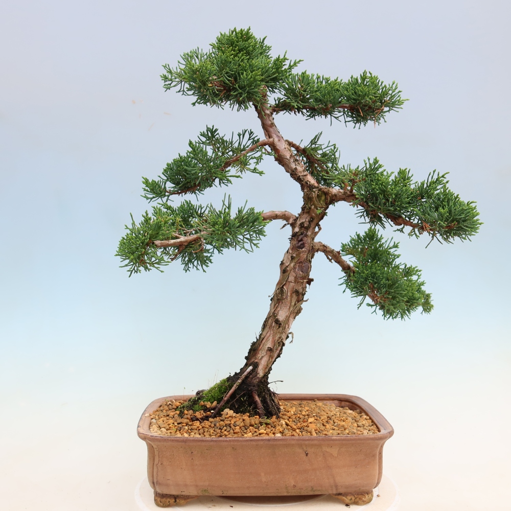 Bonsai für draußen - Juniperus chinensis Kishu