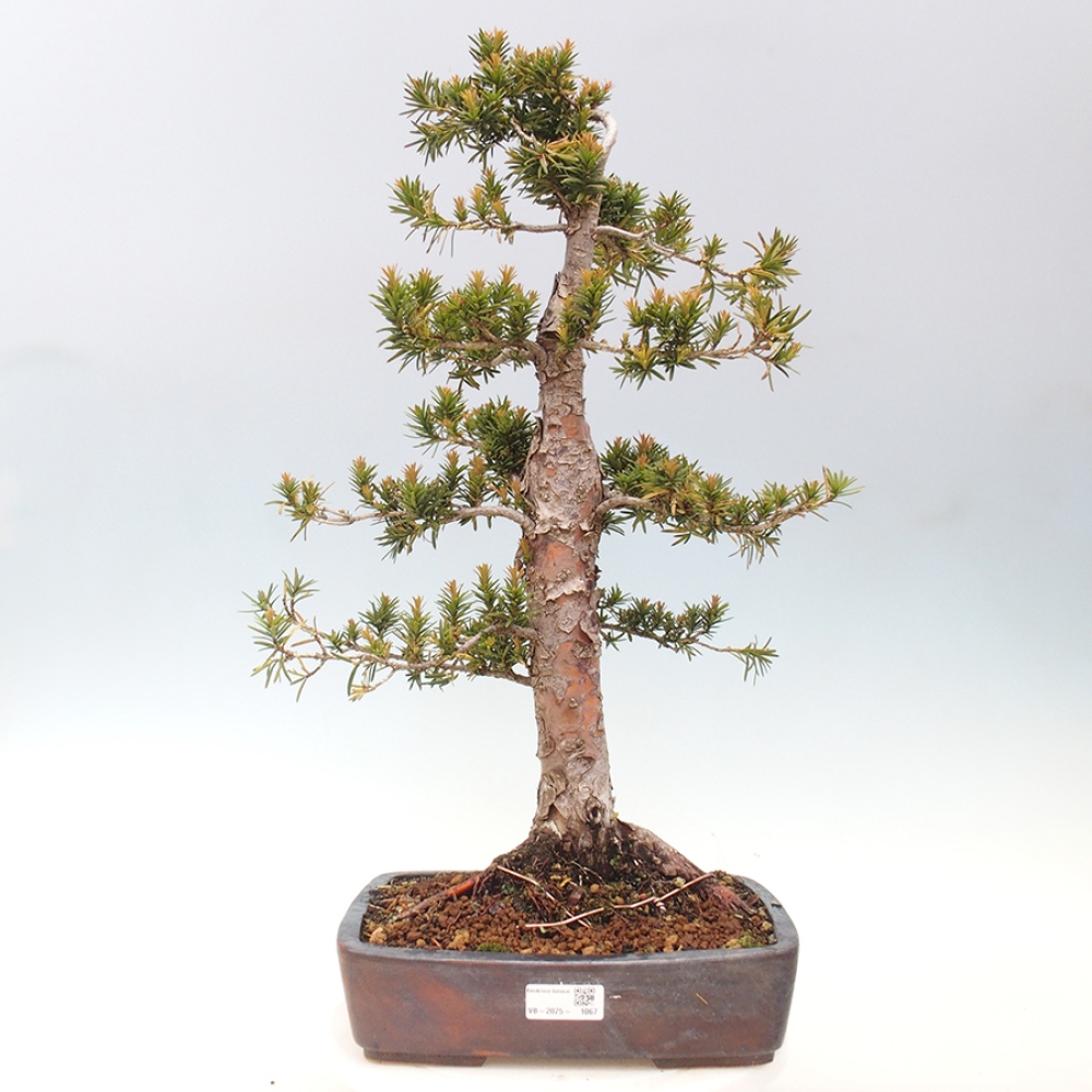Bonsai im Freien - Taxus cuspidata - Japanische Eibe