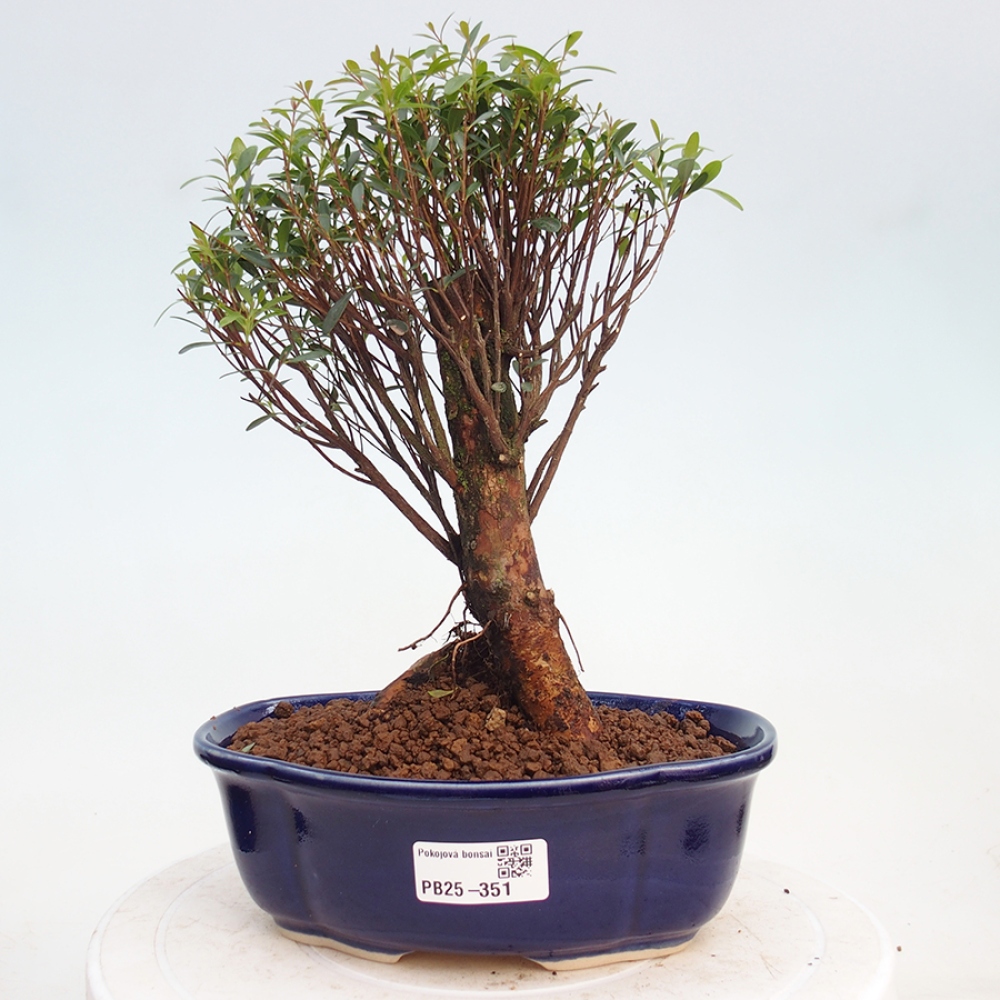 Zimmerbonsai - Syzygium - Piment