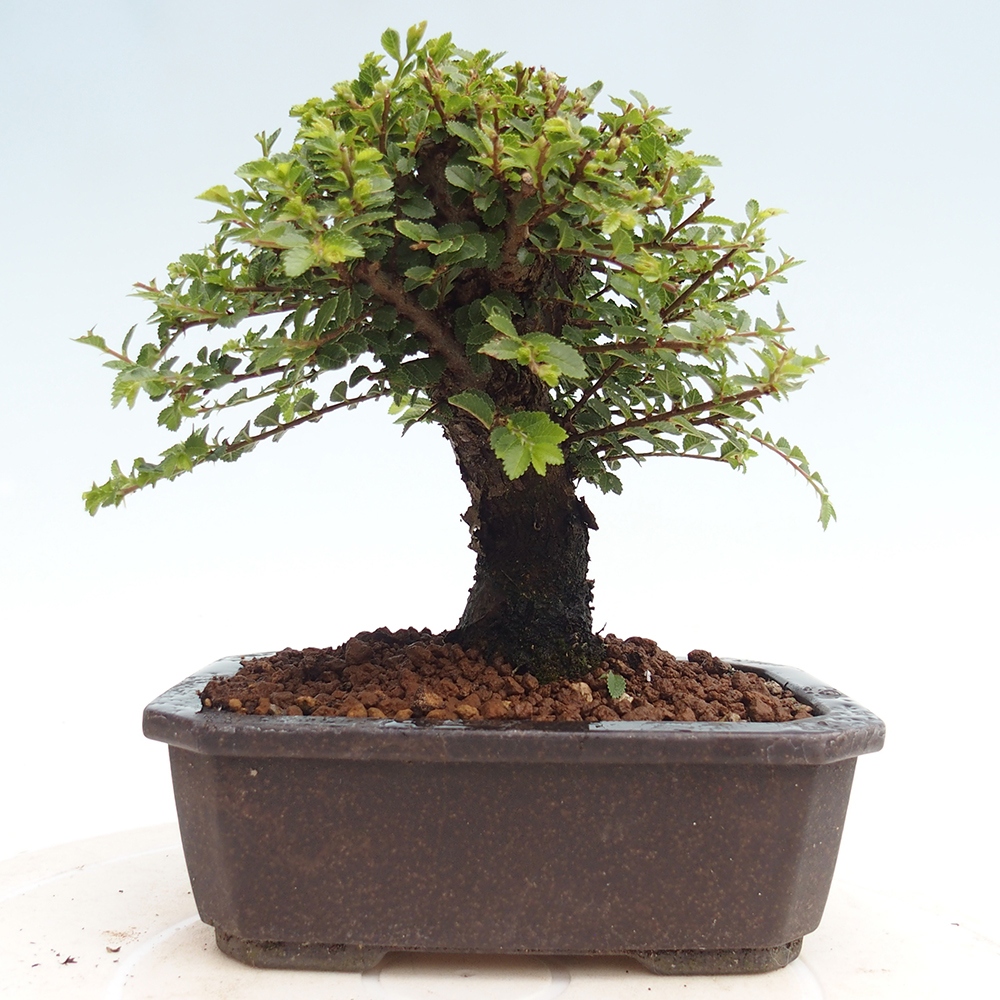 Bonsai im Freien - Ulmus parvifolia Hokkaido - Chinesische Ulme