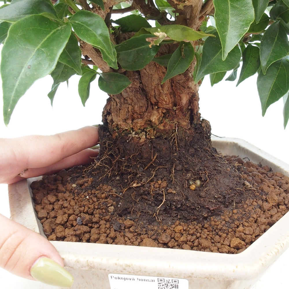 Indoor Bonsai - Bouganwilea