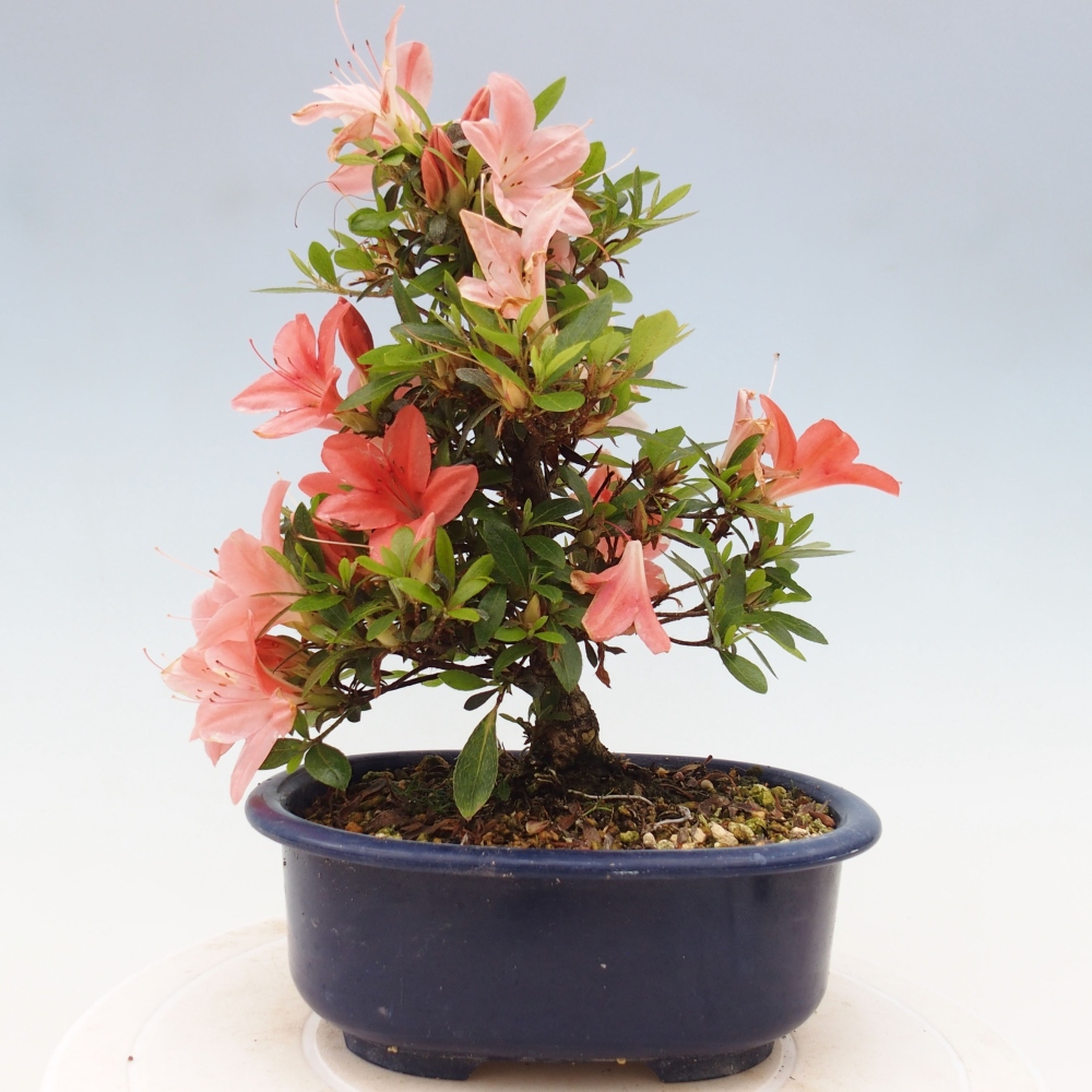 Bonsai im Freien - Japanische Azalee - Azalea Nikko