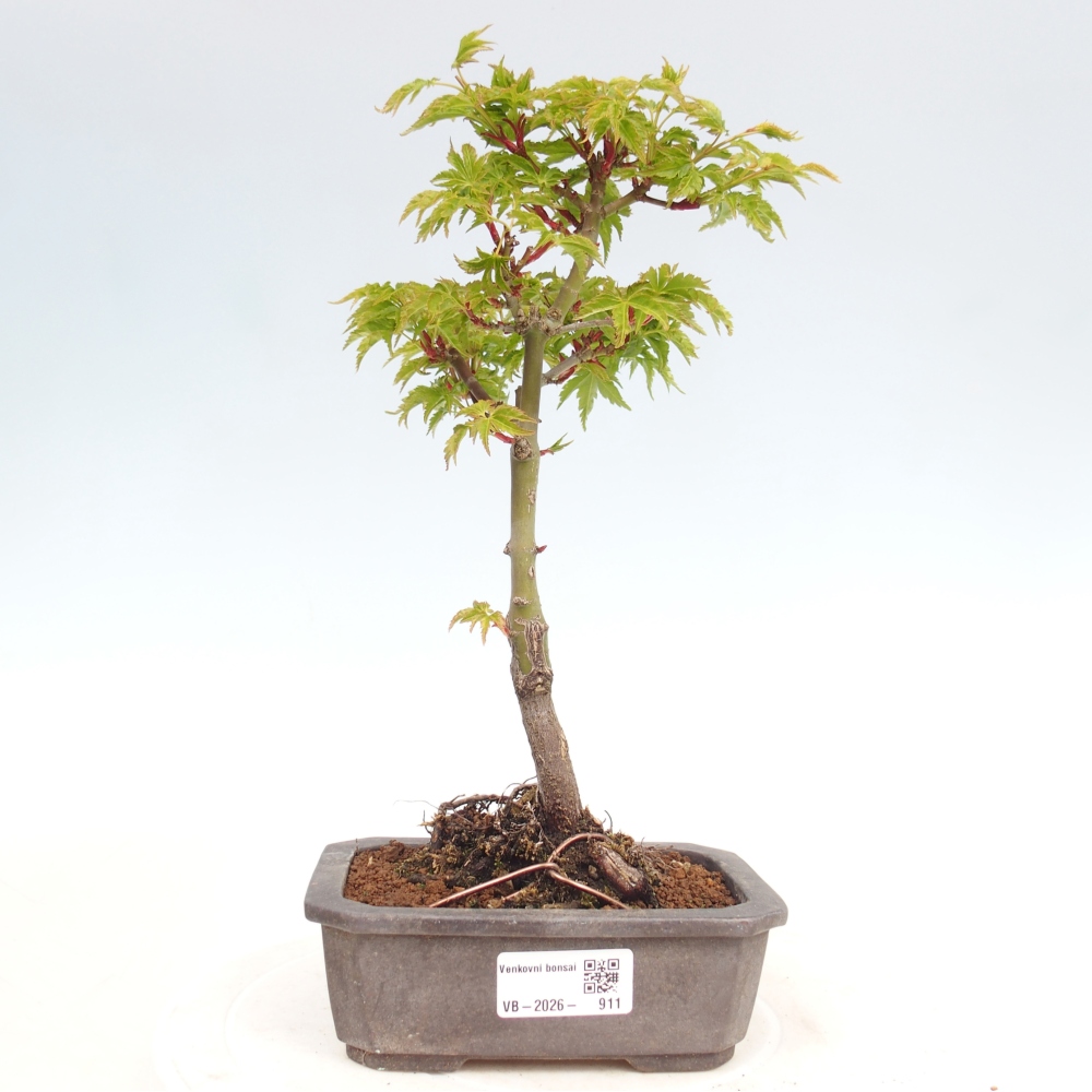 Bonsai für draußen -Javor kleinblättrige SHISHIGASHIRA