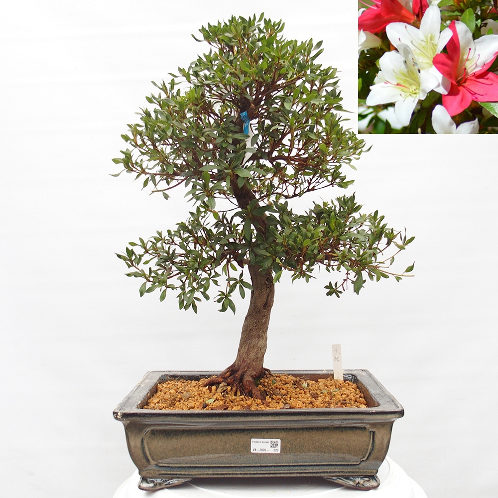 Bonsai für draußen - Japanische Azalee - Azalee CHIHIRO