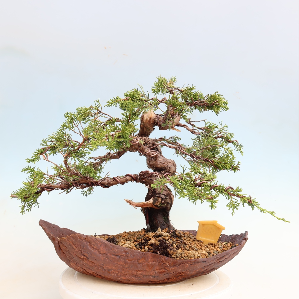 Bonsai für draußen - Juniperus chinensis Itoigawa-Juniperus chinensis