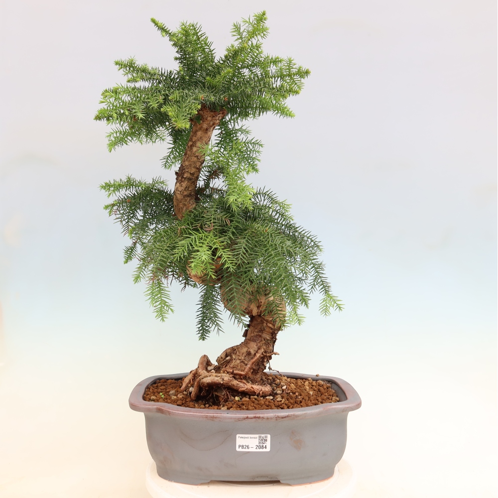 Zimmer Bonsai - Araucaria - Zimmer Fichte
