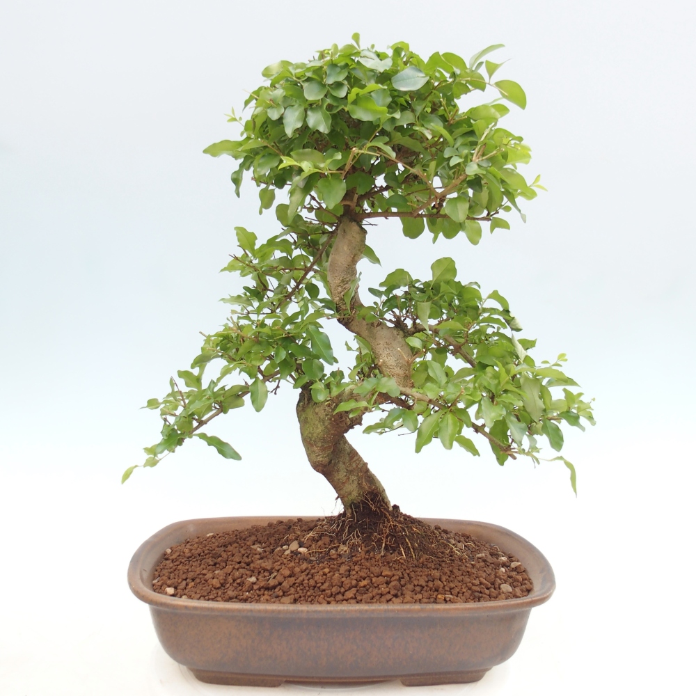 Zimmer Bonsai -Ligustrum chinensis - Vogelschnabel