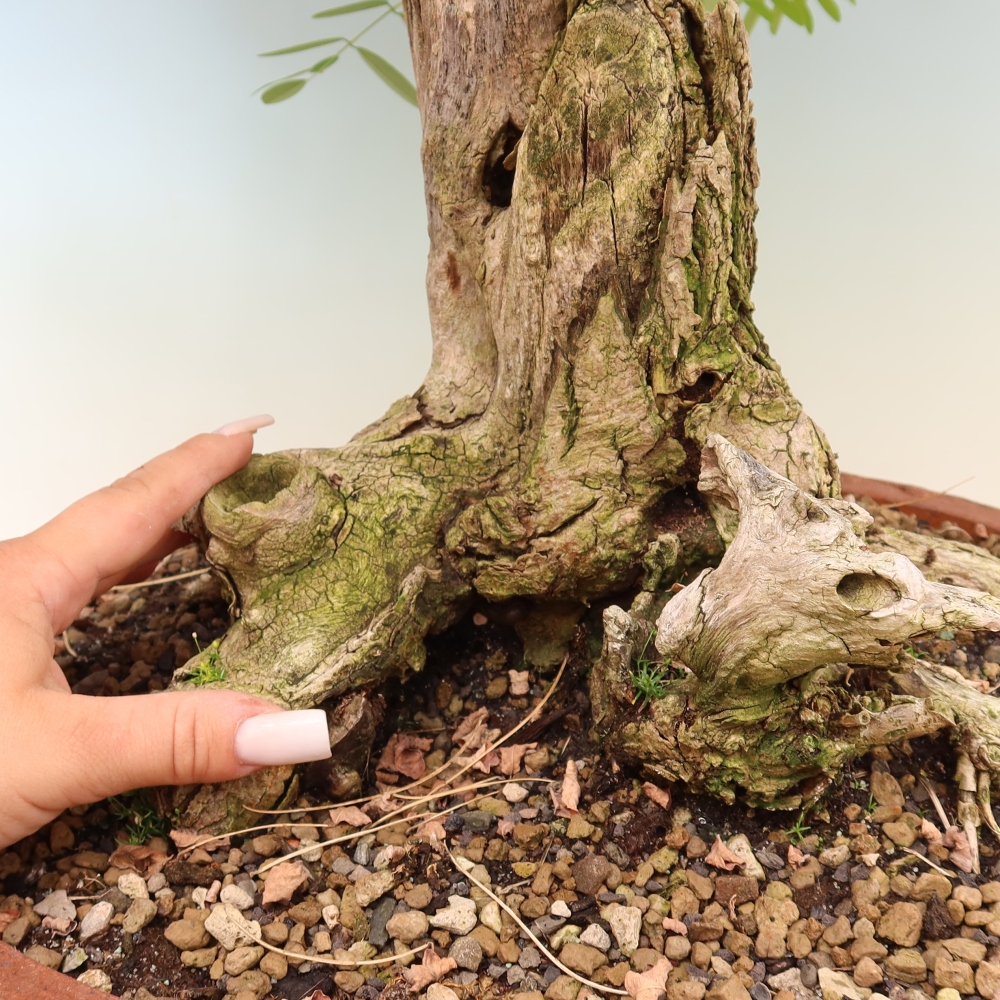 Bonsai für draußen - Dorn-Akazie - Robinia pseudoacacia