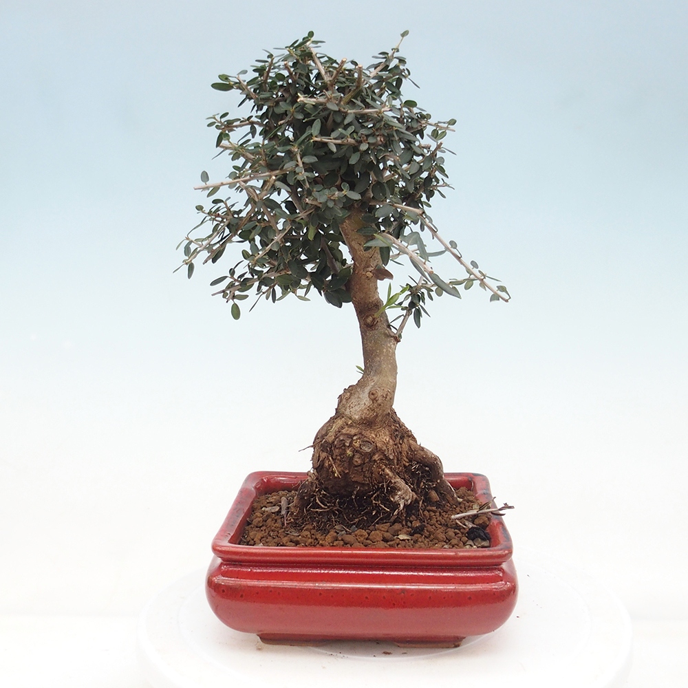 Zimmerbonsai - Olea europaea sylvestris