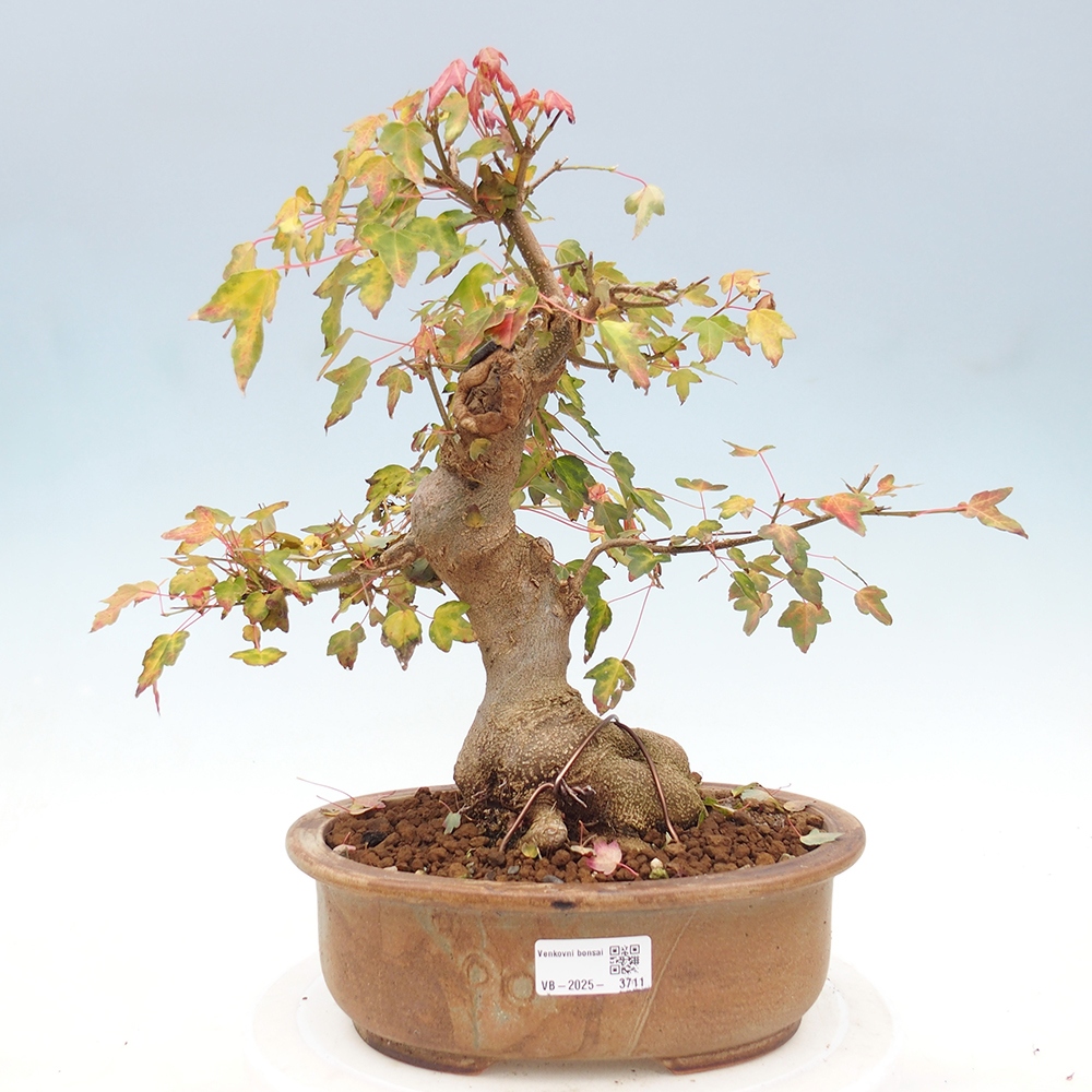 Bonsai im Freien - Ahorn Buergerianum - Burger Maple