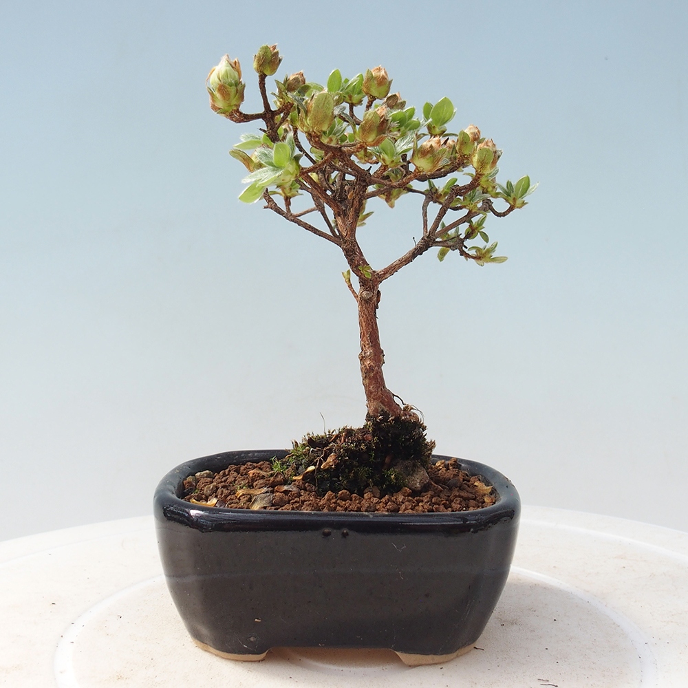 Outdoor-Bonsai - Rododendron indicum - Japanische Azalee