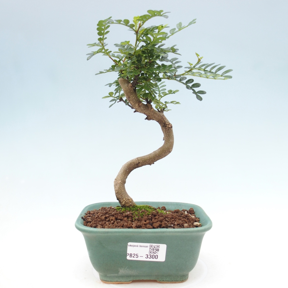 Zimmerbonsai - Zantoxylum piperitum - Pfefferminze