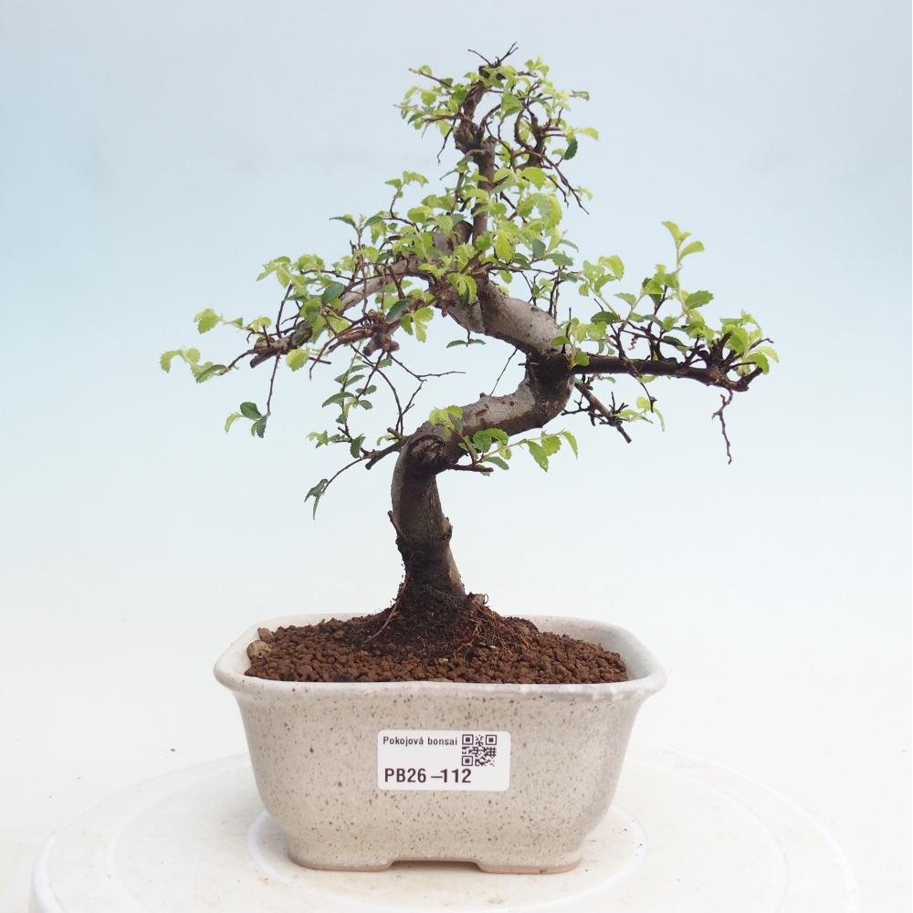 Zimmerbonsai - Ulmus parvifolia - Kleinblättrige Ulme