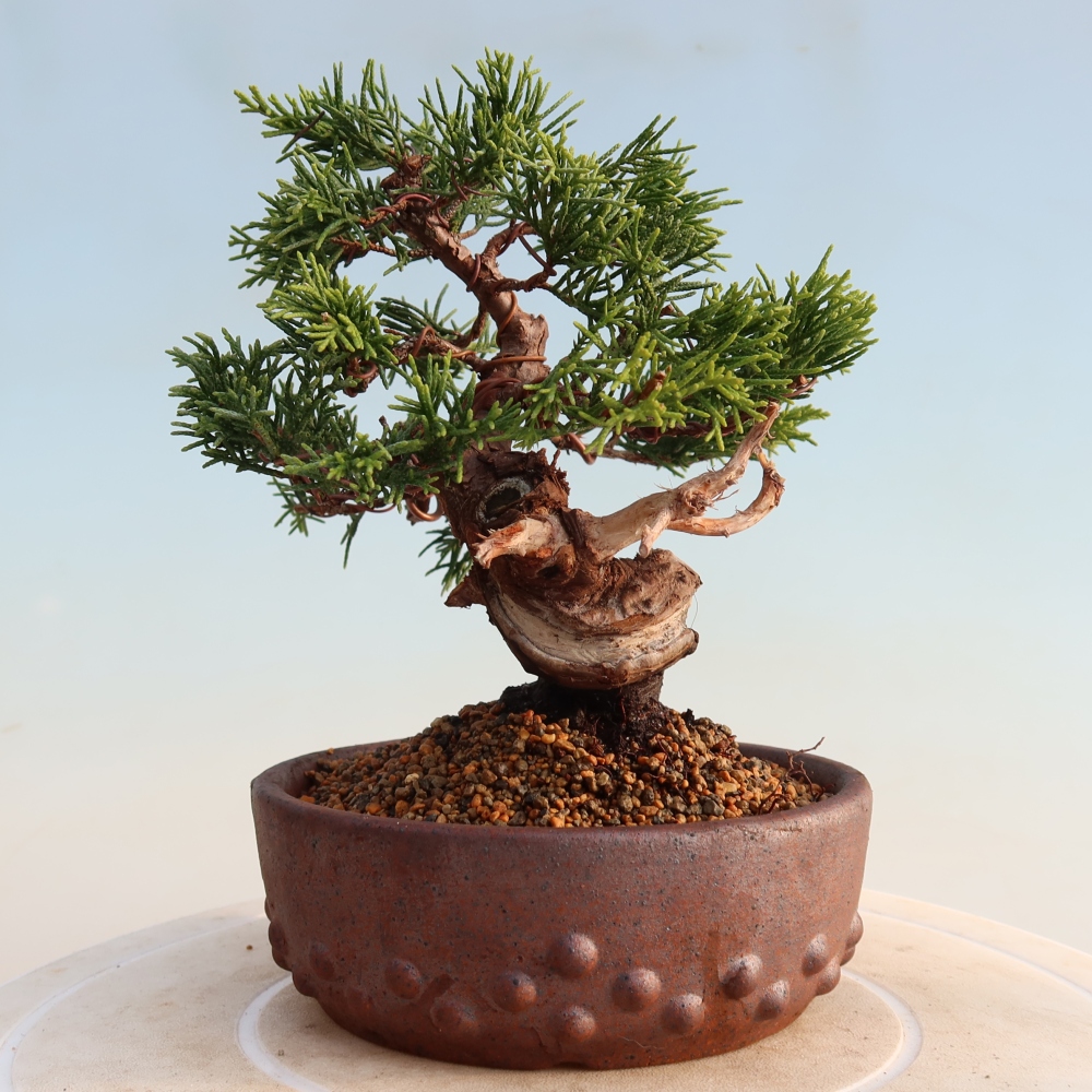 Outdoor bonsai - Juniperus chinensis Itoigawa - Chinese juniper