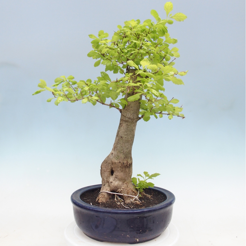 Zimmerbonsai - Duranta erecta Aurea