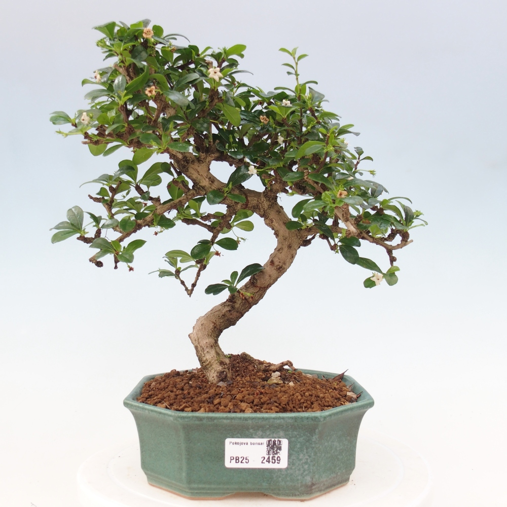 Zimmer Bonsai - Carmona macrophylla - Tea Fuki