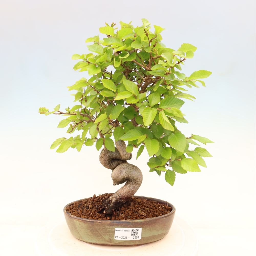 Bonsai für draußen - Karpinus Coreana - Koreanische Hainbuche