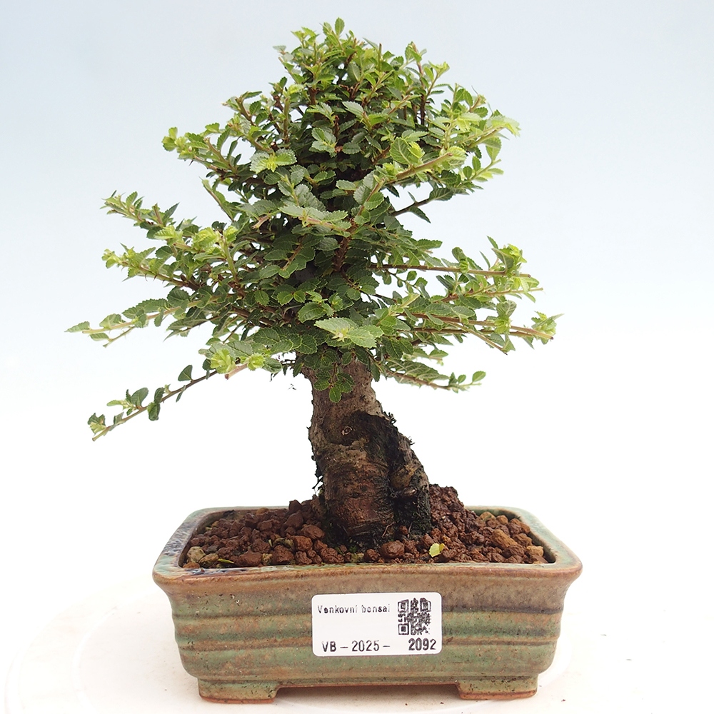 Bonsai im Freien - Ulmus parvifolia Hokkaido - Chinesische Ulme