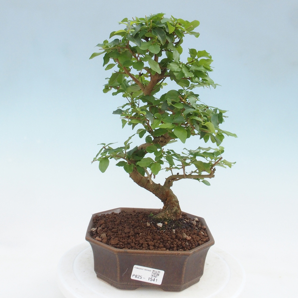 Indoor Bonsai -Ligustrum chinensis - Vogelschnabel