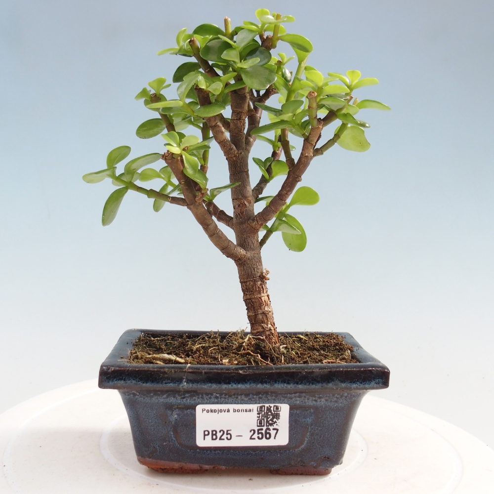 Zimmerbonsai - Portulakaria Afra - Tlustice